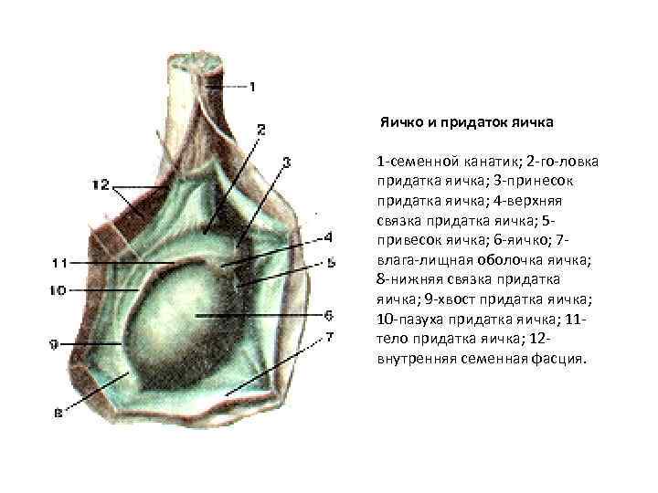 Мужские яички схема