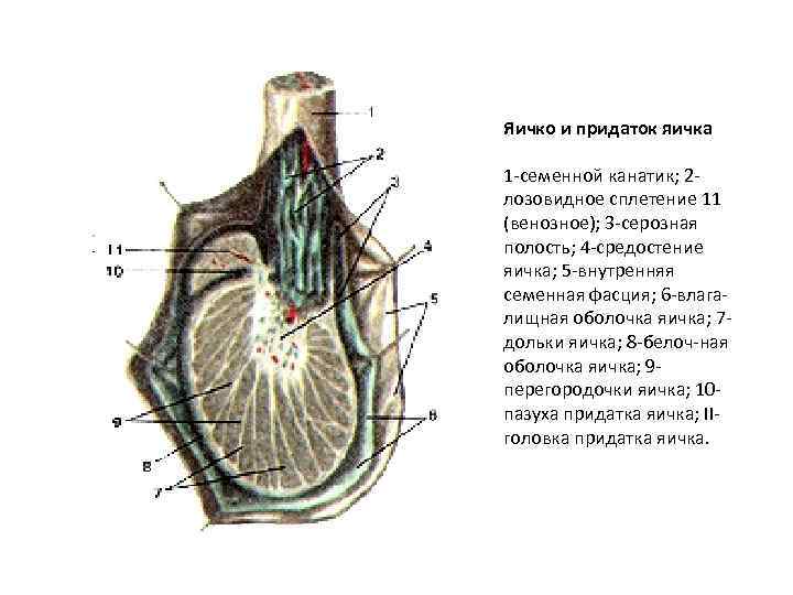 Яичко 7. Семенной канатик и придаток. Анатомия яичка и семенного канатика. Влагалищная оболочка семенного канатика.