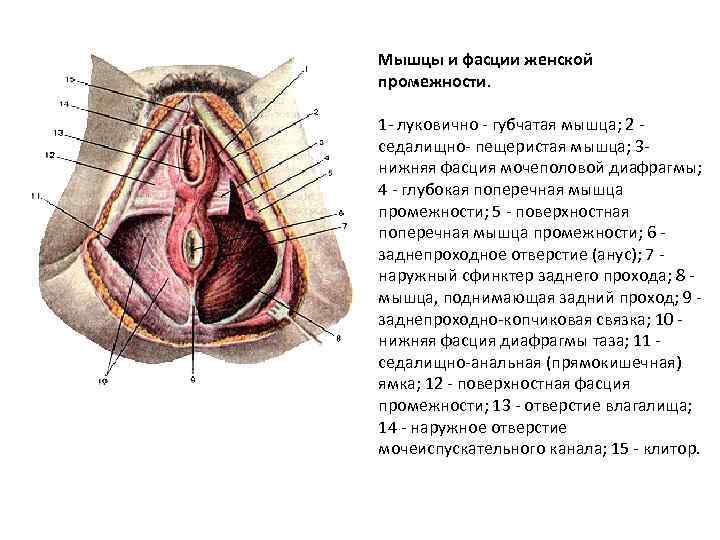Мышцы и фасции женской промежности. 1 - луковично - губчатая мышца; 2 седалищно- пещеристая