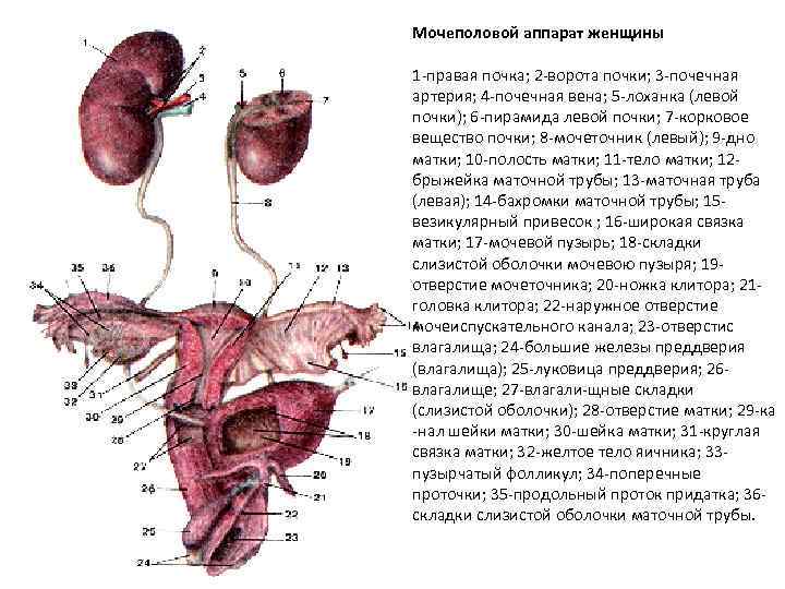 Схема мочеполового аппарата мужчины