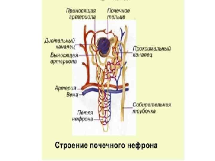 Строение мочеполовой системы мужчины в картинках схема