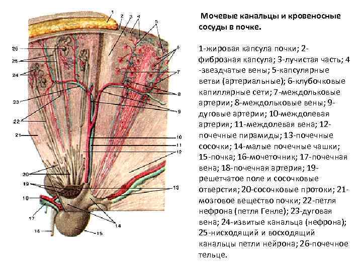 Мочевые канальцы и кровеносные сосуды в почке. 1 -жировая капсула почки; 2 фиброзная капсула;