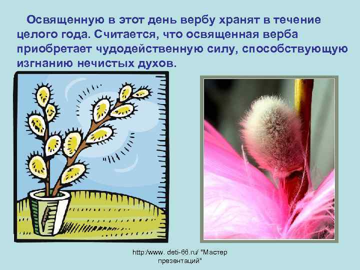  Освященную в этот день вербу хранят в течение целого года. Считается, что освященная