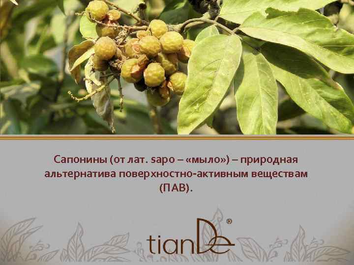  Сапонины (от лат. sapo – «мыло» ) – природная альтернатива поверхностно-активным веществам (ПАВ).