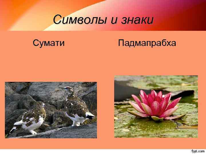 Символы и знаки Сумати Падмапрабха 