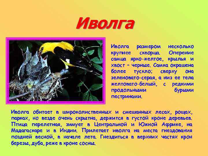 Иволга размером несколько крупнее скворца. Оперение самца ярко-желтое, крылья и хвост – черные. Самка