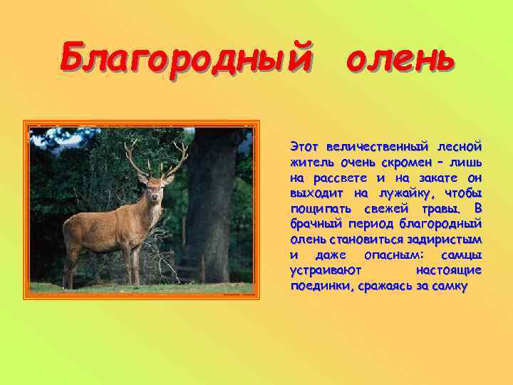 Благородный олень Этот величественный лесной житель очень скромен – лишь на рассвете и на