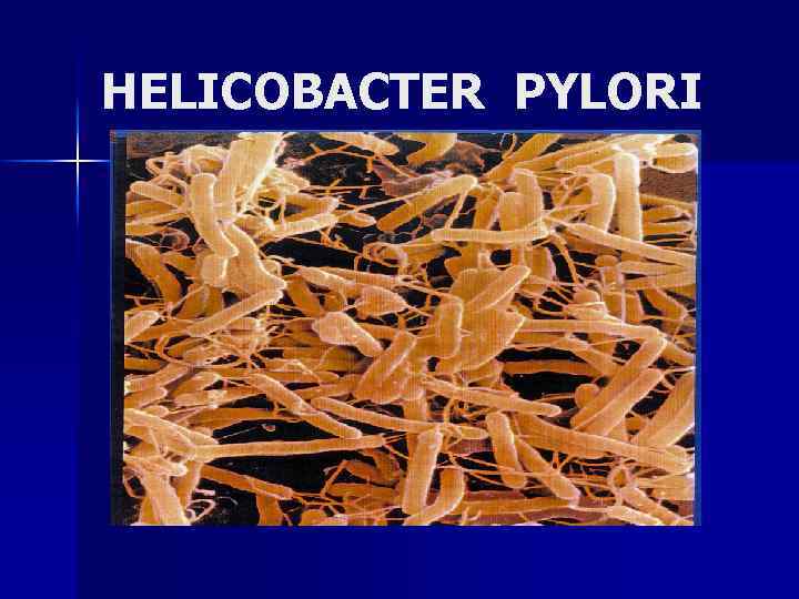 HELICOBACTER PYLORI 