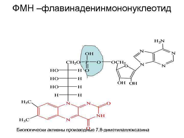 ФМН –флавинаденинмононуклеотид Биологически активны производные 7, 8 -диметилаллоксазина 