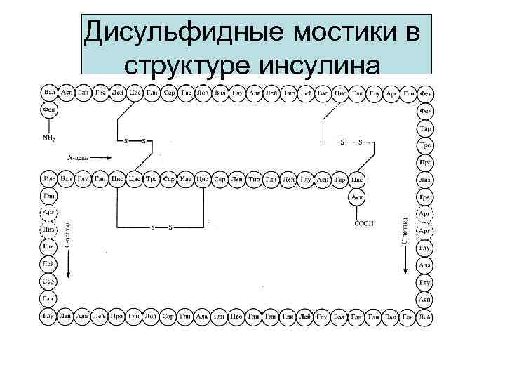Дисульфидные мостики в структуре инсулина 
