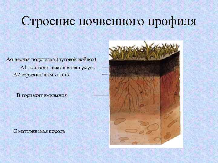 Строение почвенного профиля Аo лесная подстилка (луговой войлок) А 1 горизонт накопления гумуса А