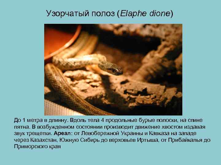  Узорчатый полоз (Elaphe dione) До 1 метра в длинну. Вдоль тела 4 продольные