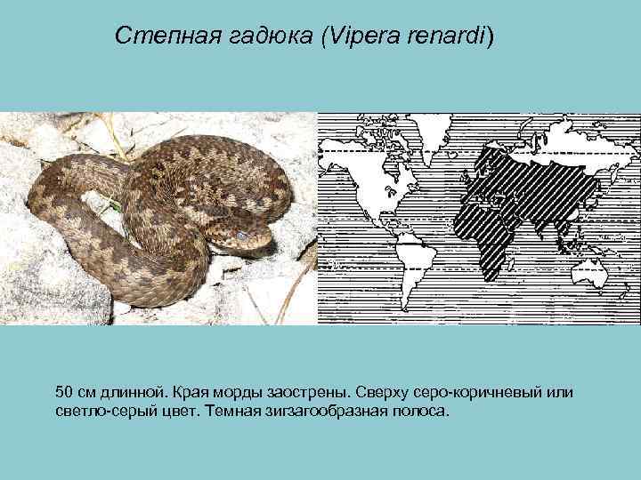 Степная гадюка (Vipera renardi) 50 см длинной. Края морды заострены. Сверху серо-коричневый или светло-серый