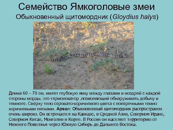 Семейство Ямкоголовые змеи Обыкновенный щитомордник (Gloydius halys) Длина 60 – 70 см, имеет глубокую