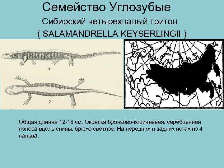 Семейство Углозубые Сибирский четырехпалый тритон ( SALAMANDRELLA KEYSERLINGII ) Общая длинна 12 -16 см.