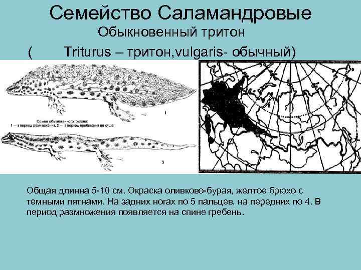 Семейство Саламандровые Обыкновенный тритон ( Triturus – тритон, vulgaris- обычный) Общая длинна 5 -10