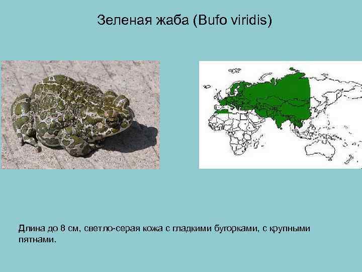  Зеленая жаба (Bufo viridis) Длина до 8 см, светло-серая кожа с гладкими бугорками,