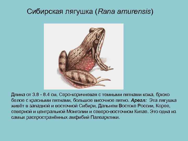  Сибирская лягушка (Rana amurensis) Длина от 3. 8 - 8. 4 см, Серо-коричневая
