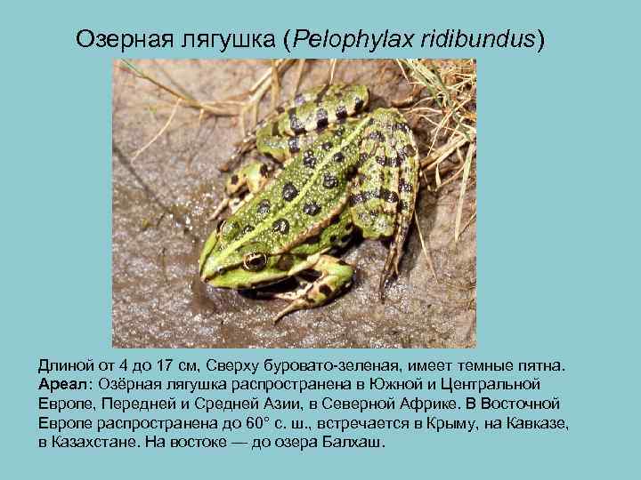  Озерная лягушка (Pelophylax ridibundus) Длиной от 4 до 17 см, Сверху буровато-зеленая, имеет