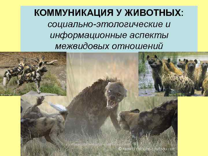КОММУНИКАЦИЯ У ЖИВОТНЫХ: социально-этологические и информационные аспекты межвидовых отношений 