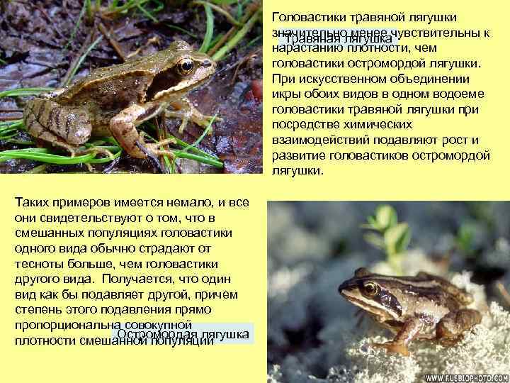 Головастики травяной лягушки значительно менее чувствительны к Травяная лягушка нарастанию плотности, чем головастики остромордой