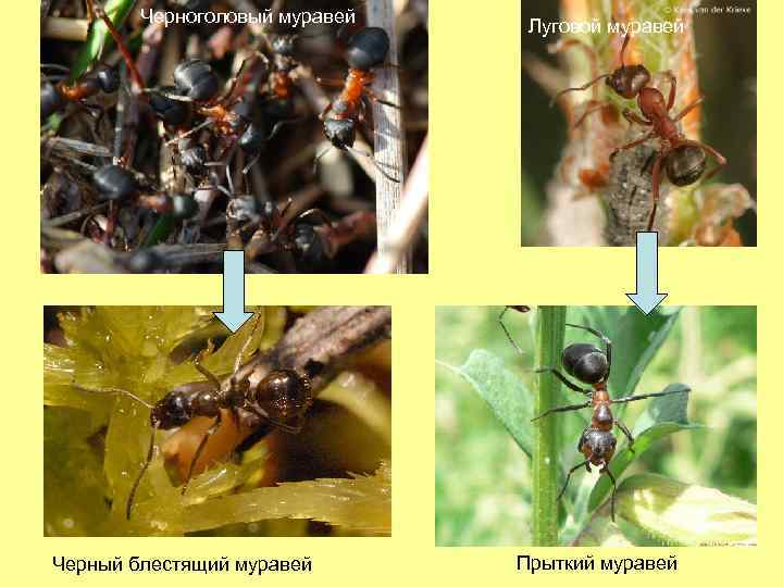 Черноголовый муравей Черный блестящий муравей Луговой муравей Прыткий муравей 