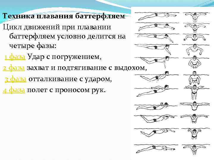 Техника плавания баттерфляем Цикл движений при плавании баттерфляем условно делится на четыре фазы: 1