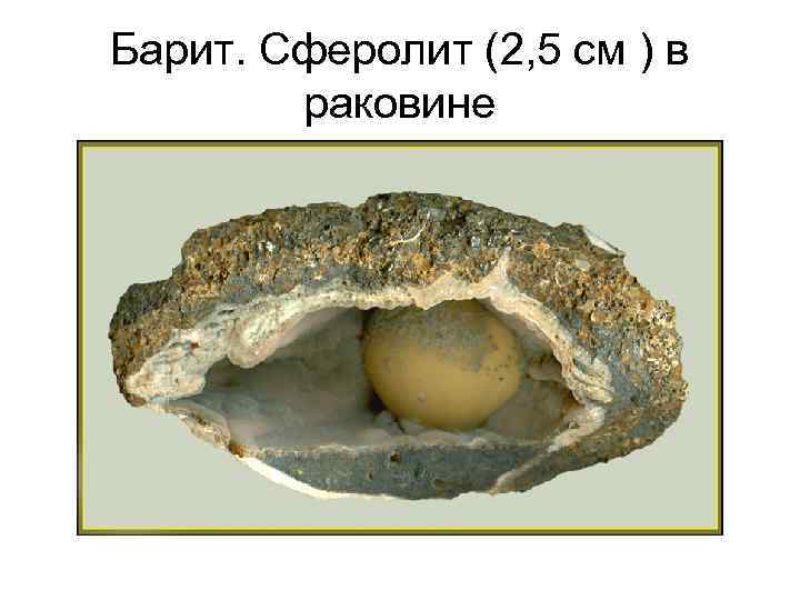 Барит. Сферолит (2, 5 см ) в раковине Барит. Сферолит (2, 5 см ) в раковине