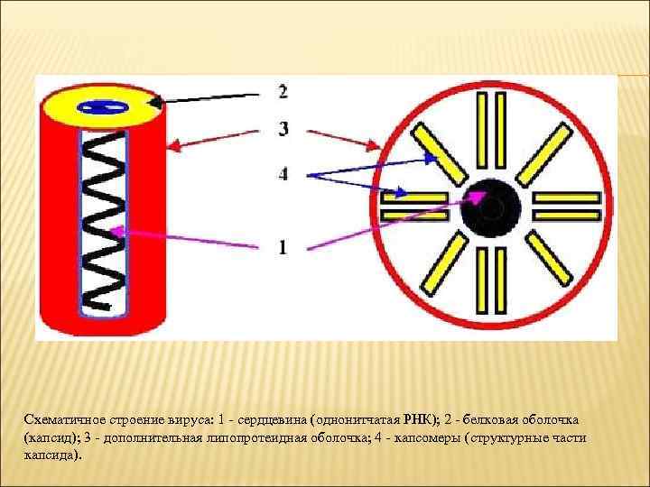 Схематичное строение вируса: 1 - сердцевина (однонитчатая РНК); 2 - белковая оболочка (капсид); 3