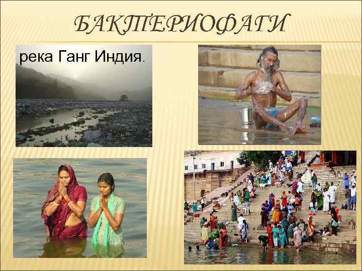 БАКТЕРИОФАГИ река Ганг Индия. 