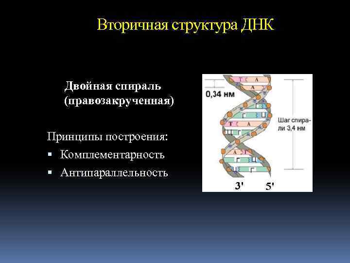 Вторичная структура ДНК Двойная спираль (правозакрученная) Принципы построения: Комплементарность Антипараллельность 