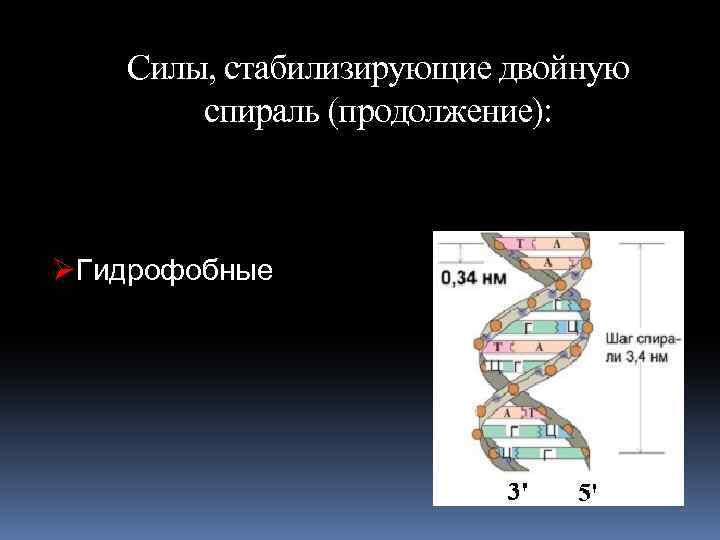 Силы, стабилизирующие двойную спираль (продолжение): ØГидрофобные 