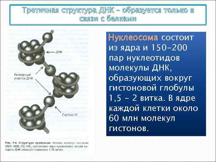 Третичная структура ДНК – образуется только в связи с белками Нуклеосома состоит из ядра