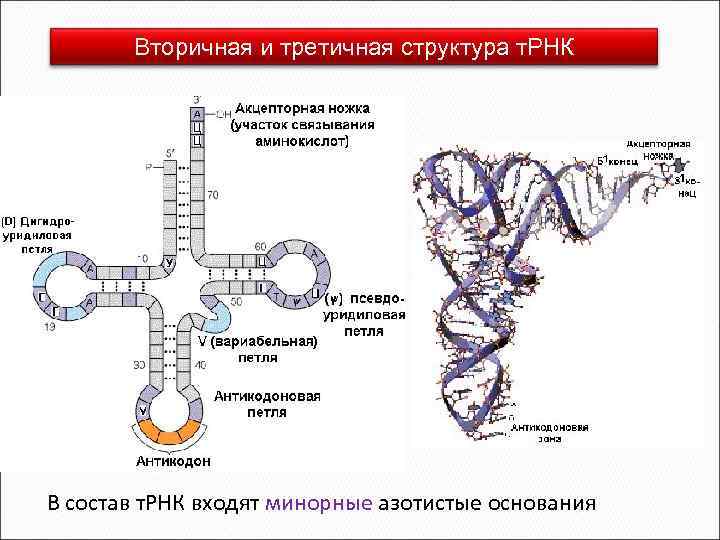 Вторичная и третичная структура. Первичная и вторичная структура ТРНК. Вторичная и третичная структура ТРНК. Структура РНК первичная вторичная третичная четвертичная. Первичная вторичная третичная структура т РНК.