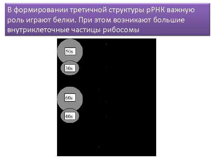 В формировании третичной структуры р. РНК важную роль играют белки. При этом возникают большие