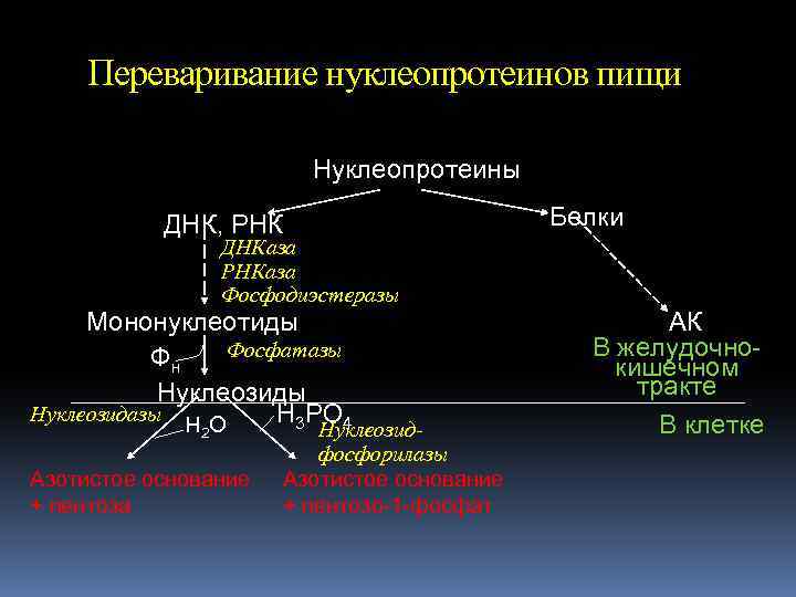 Переваривание нуклеопротеинов пищи Нуклеопротеины ДНК, РНК Белки ДНКаза РНКаза Фосфодиэстеразы Мононуклеотиды Фосфатазы Фн Нуклеозиды