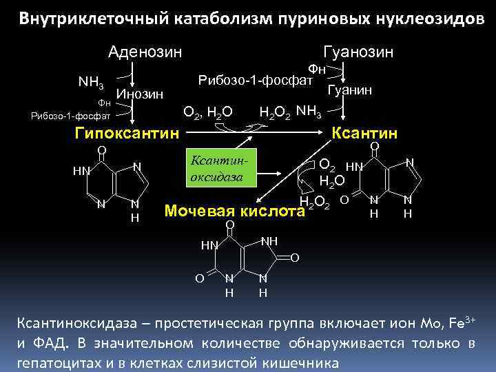 Схема гидролиза нуклеопротеинов биохимия