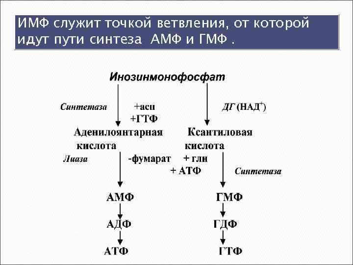 ИМФ служит точкой ветвления, от которой идут пути синтеза АМФ и ГМФ. 