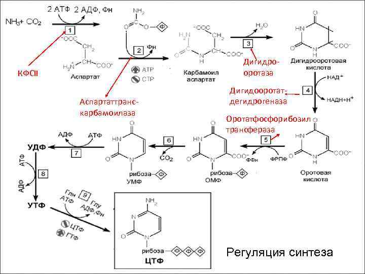 Дигидрооротаза КФСII Аспартаттранскарбамоилаза Дигидооротатдегидрогеназа Оротатфосфорибозил трансфераза Регуляция синтеза 