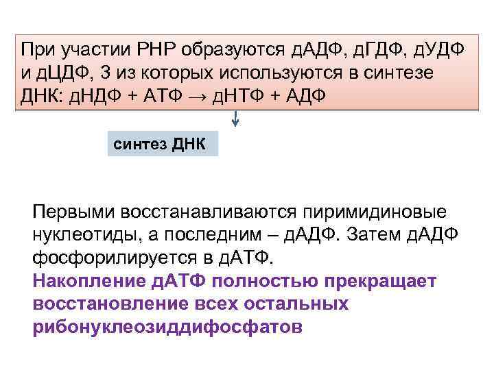 При участии РНР образуются д. АДФ, д. ГДФ, д. УДФ и д. ЦДФ, 3