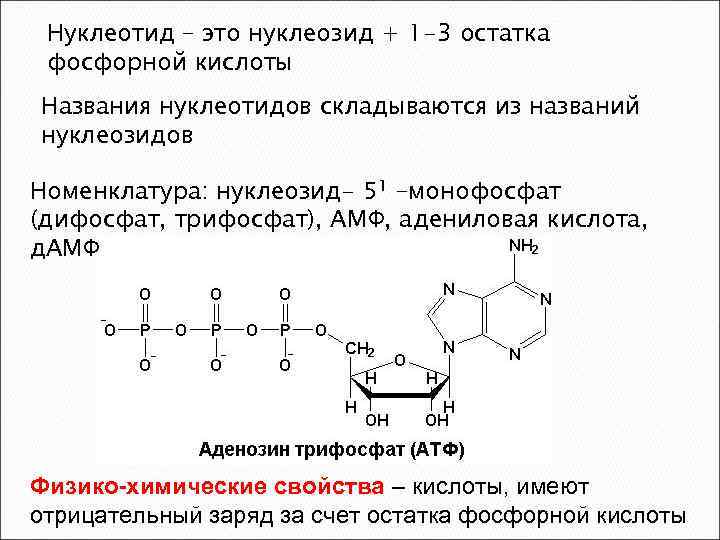 Нуклеотид – это нуклеозид + 1 -3 остатка фосфорной кислоты Названия нуклеотидов складываются из