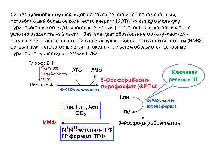 Синтез пуринов схема