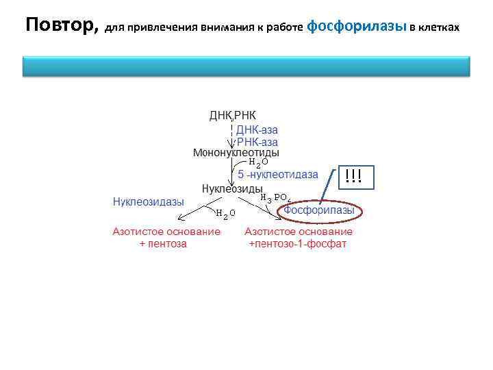 Повтор, для привлечения внимания к работе фосфорилазы в клетках !!! 