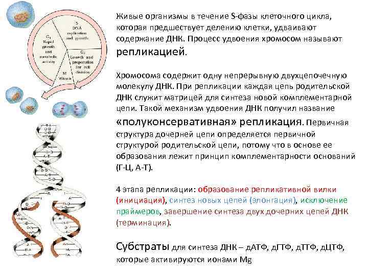 В какой период клеточного цикла удваивается днк