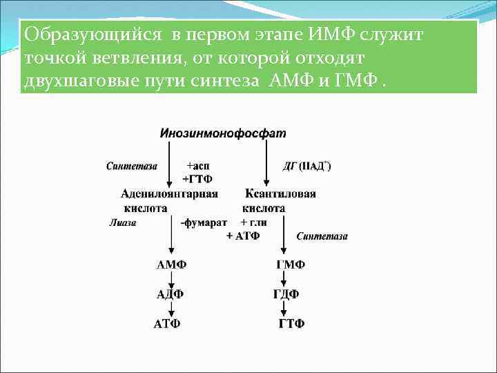 Образующийся в первом этапе ИМФ служит точкой ветвления, от которой отходят двухшаговые пути синтеза