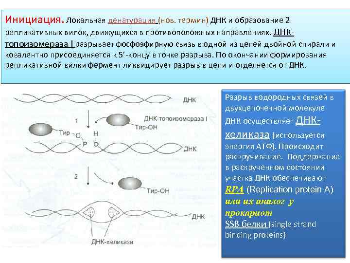 Инициация. Локальная денатурация (нов. термин) ДНК и образование 2 репликативных вилок, движущихся в противоположных