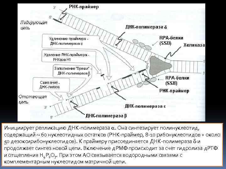 Инициирует репликацию ДНК-полимераза . Она синтезирует полинуклеотид, содержащий 60 нуклеотидных остатков (РНК-праймер, 8 -10