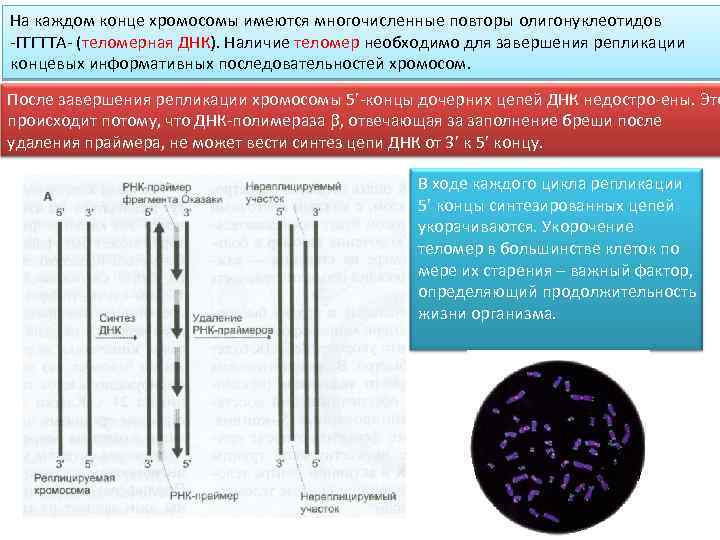 На каждом конце хромосомы имеются многочисленные повторы олигонуклеотидов -ГГГТТА- (теломерная ДНК). Наличие теломер необходимо