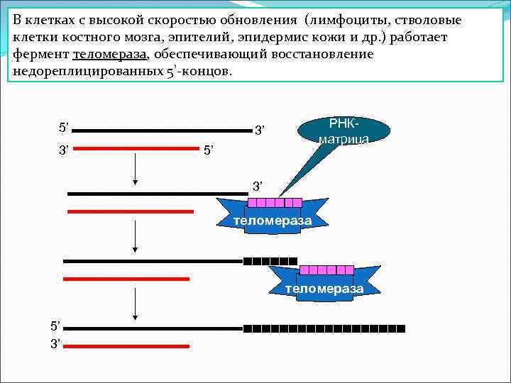 В клетках с высокой скоростью обновления (лимфоциты, стволовые клетки костного мозга, эпителий, эпидермис кожи