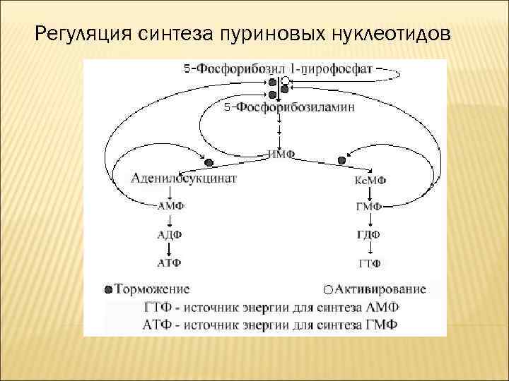Регуляция синтеза пуриновых нуклеотидов 